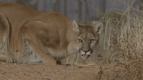 Female-mountain-lion-stalking-prey