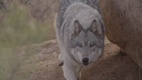 Slow-motion-wolf-stalking-around-a-rock