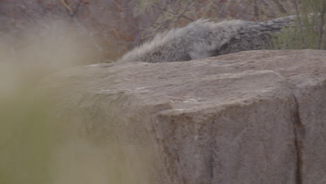 Grauer-Wolf,-Der-Hinter-Einem-Felsen-Im-Niedrigen-Winkel-Läuft
