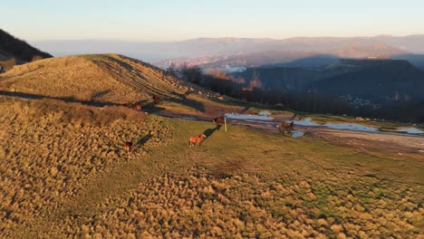 Pferde-Grasen-Bei-Sonnenuntergang-Mit-Panoramablick-Auf-Die-Hügel-Von-Genua,-Warmes-Goldenes-Licht-Wirft-Lange-Schatten