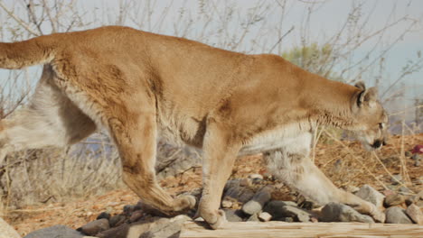 mountain-lion-stalking-prey-in-slow-motion-in-an-arid-desert-climate---In-the-style-of-a-Nature-Documentary
