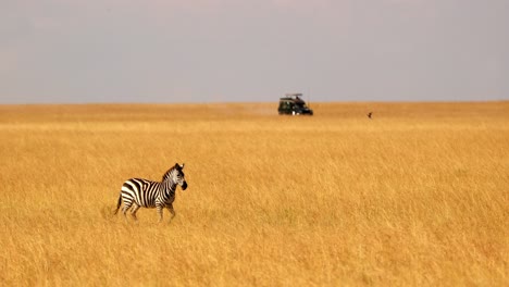 Afrikanisches-Zebra-Läuft-Durch-Die-Savanne-Mit-Safari-Auto-In-Der-Ferne-In-Kenia,-Afrika