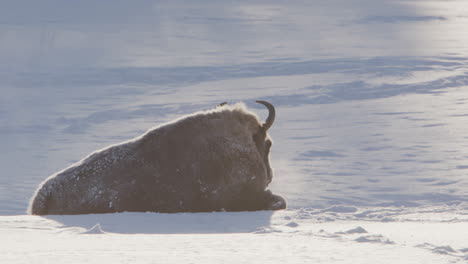 European-bison-lying-down-in-snow-covered-landscape,-telephoto-from-behind