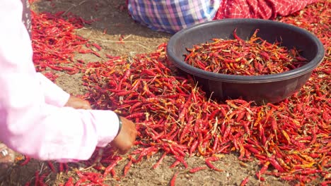 Migrant-woman-worker-sorting-dry-red-chillies-at-spice-factory,-Maharashtra,-India