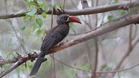 African-Crowned-Hornbill-Sitting-On-Tree-Branch-In-The-Forest