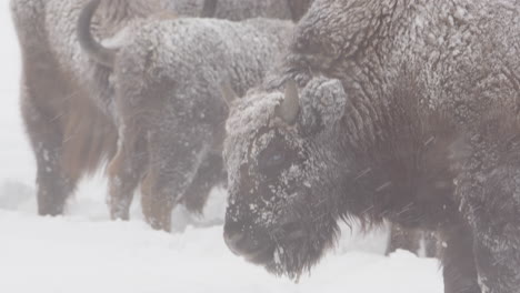 Neugieriger-Anblick-Eines-Europäischen-Bisons,-Der-In-Einer-Verschneiten-Landschaft-Rinde-Von-Einem-Stock-Kaut