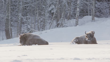 Two-relaxed-European-bison-lying-down-in-snowy-woodland-area