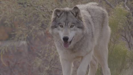 Slow-motion-grey-wolf-close-up