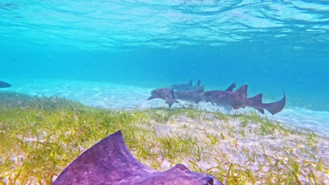 A-Frenzy-of-Nurse-sharks-swimming-low-over-sea-grass-with-a-passing-southern-sting-ray-in-Caye-Caulker,-Belize