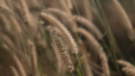 Golden-hour-sunlight-filters-through-soft-focus-wild-grass,-evoking-calm-and-serenity,-close-up