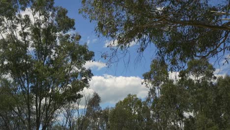 Bosque-De-Matorrales-Australianos-árboles-De-Goma-Cielo-Azul-Nubes-Grandes