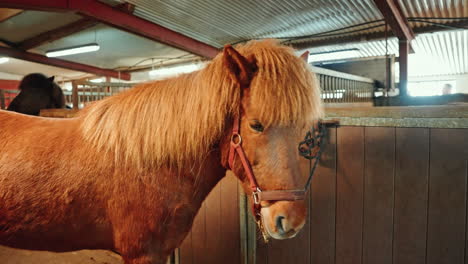 Close-up-shot-of-young-Icelandic-horse-breed-resting-in-the-stall