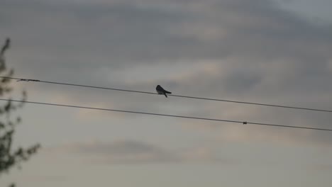 Blauer-Chickadee-Vogel-Sitzt-Auf-Einer-Wäscheleine-Während-Eines-Friedlichen-Sonnenuntergangs-4k