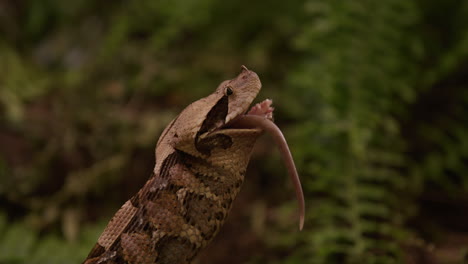 Gaboon-viper-pushes-prey-down-throat---sped-up-to-show-throat-motion