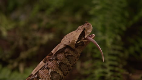 Gaboon-viper-snake-pushes-last-bit-of-prey-down-throat---side-profile