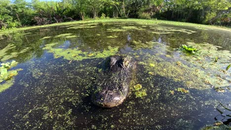 Die-Alligatorkamera-Gleitet-Durch-Das-Gras,-Um-Einen-Dolly-Nahaufnahmeeffekt-Zu-Erzielen