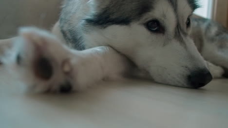 Low-angle-view-of-cute-sleepy-Husky-dog-napping-on-carpet-indoors