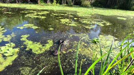 Alligator-Versteckt-Sich-In-Den-Everglades,-Seitliche-Schiebeaufnahme-Mit-Gras-Im-Vordergrund