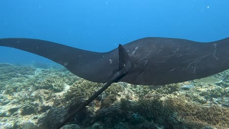 Scuba-diving-with-large-black-manta-ray-with-scars-and-scratches-on-body-and-wings-visiting-a-cleaning-station-in-Raja-Ampat,-West-Papua,-Indonesia