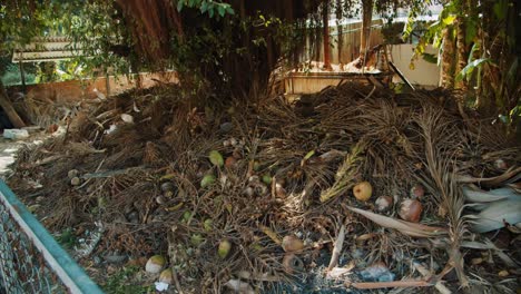 Dry-palm-leaves-pile-of-garbage-Phucoc-Vietnam-Fukok-37-of-55