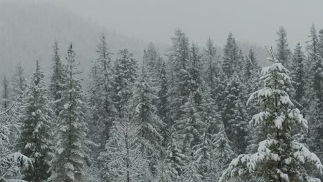 120-fps-Zeitlupenaufnahmen-Von-Schnee,-Der-Im-Winter-über-Einen-Wald-Fällt
