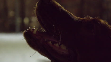Full-frame-close-up-of-Setter-dog's-snout-and-face,-winter-night-play