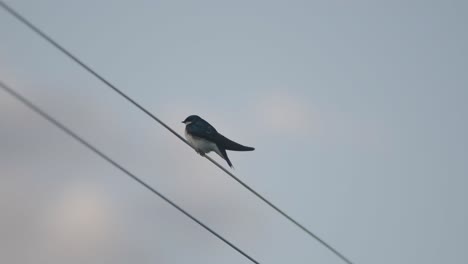 Close-up-of-blue-chickadee-bird-sitting-on-a-wire-on-a-summer-evening