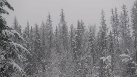 4K-Aufnahmen-Eines-Verschneiten-Waldes-An-Einem-Wolkigen-Wintertag