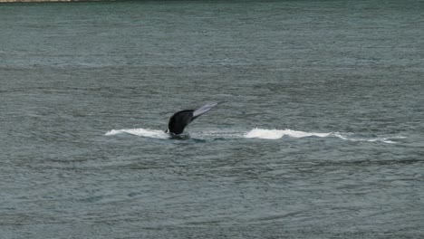 Closeup-of-a-Humpback-whale-diving