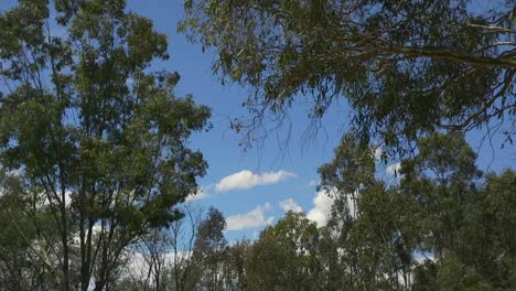Bosque-De-Matorrales-Australianos-árboles-De-Goma-Cielo-Azul-Nubes-Grandes