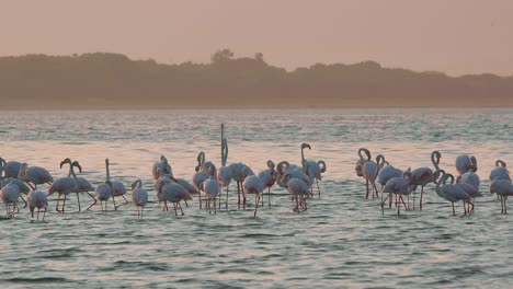 A-large-flock-of-African-flamingos-in-a-lagoon-at-sunset