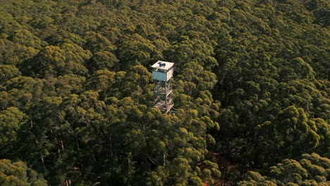 drone-shot-around-Diamond-tree-fire-lookout-at-the-top-of-a-giant-karri-tree-in-Pemberton-region-near-Perth-in-Western-Australia