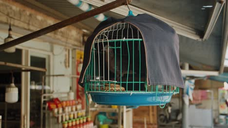 Bird-in-a-cage-Phucoc-Vietnam-Fukok-20-of-55