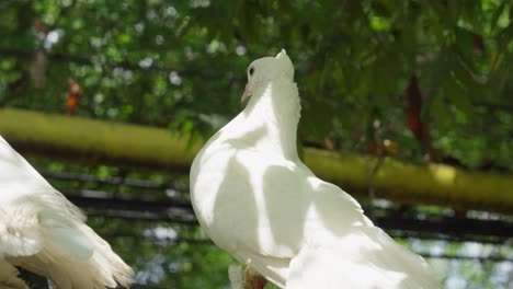 Weiße-Fantail-Taube-Thront-In-Natürlicher-Umgebung-Mit-Viel-Grün-Im-Hintergrund-Und-Geringer-Schärfentiefe