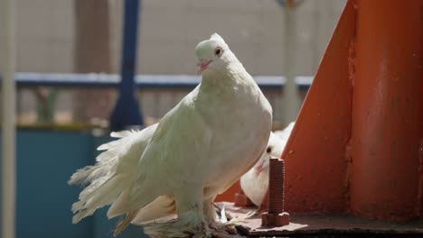 White-fantail-pigeon-perched-in-urban-setting,-feathers-ruffled