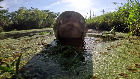 Alligator-Jagt-Kamera-Und-Versucht-Sie-Zu-Beißen,-Nahaufnahme-Im-Slomo-Im-Sumpf