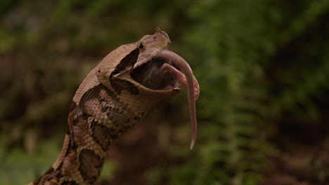Gaboon-Viper-eating-prey-head-first-with-tail-sticking-out-of-mouth---side-profile