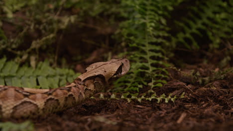 Gaboon-viper-stares-out-into-bush-area-looking-for-prey