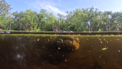 Alligator-Nähert-Sich-Kamerakuppel-Superslomo-Split-Level-Ansicht