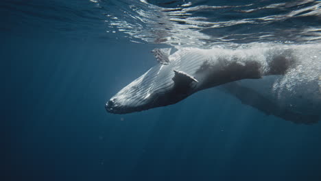 Humpback-whale-calf-rolls-over-mother-playing-at-surface-of-water-in-Tonga