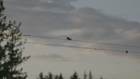 Chickadee-sits-on-a-wire-during-golden-hour
