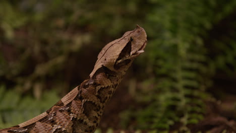 Gaboon-viper-snake-finishes-last-bit-of-preys-tail-as-he-closes-his-mouth---side-profile-in-forested-area