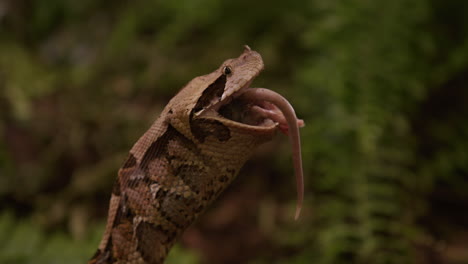 Gaboon-viper-with-rat-in-throat-tail-sticking-out---forested-area-in-background
