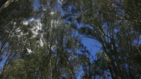 Hoher-Australischer-Buschwald,-Gummibäume,-Blauer-Himmel