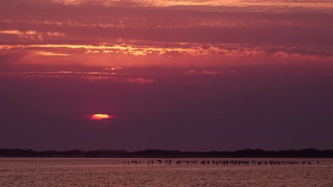 Zeitraffer-Eines-Leuchtend-Roten-Sonnenuntergangs-über-Einer-Lagune-Mit-Flamingos