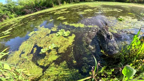 Alligator-Versucht-Zu-Beißen-Kamera-Nahaufnahme-Super-Slomo