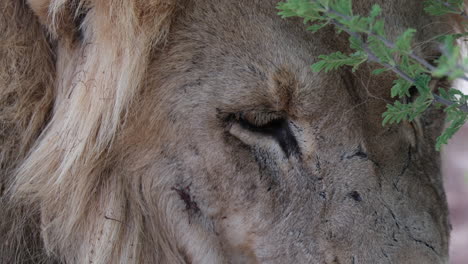 Closeup-Of-Male-Lion's-Eyes.-Panthera-Leo