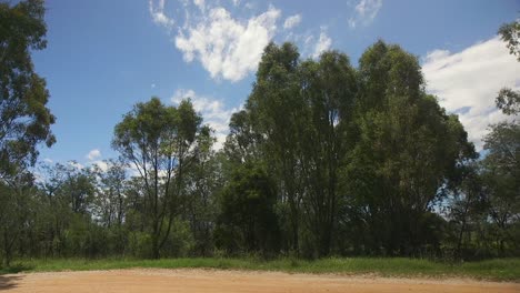 Matorral-Australiano-árboles-De-Goma-Camino-De-Tierra