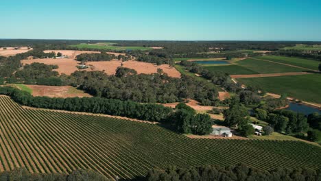 drone-shot-over-Margaret-River-vineyard-in-Southern-Western-Australia-near-Perth-on-a-sunny-day-with-clear-blue-sky
