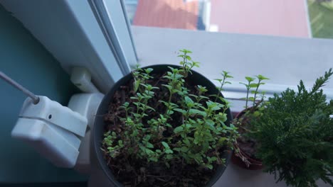 Nahaufnahme-Einer-Minzpflanze-In-Einem-Topf,-Drinnen-An-Einem-Fenster